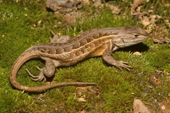 Sceloporus scalaris