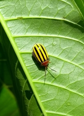 Kuschelina tenuilineata