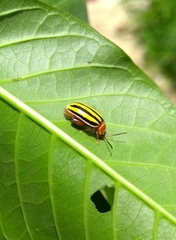 Kuschelina tenuilineata