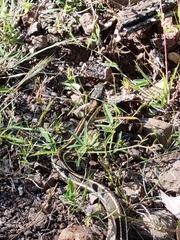 Thamnophis cyrtopsis