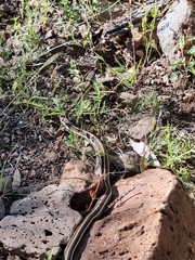 Thamnophis cyrtopsis