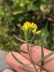 Euthamia gymnospermoides