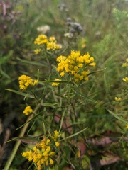 Euthamia gymnospermoides