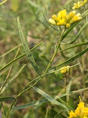 Euthamia gymnospermoides