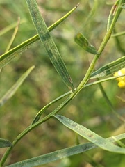 Euthamia gymnospermoides