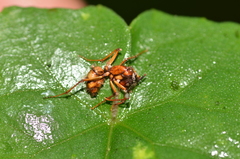 Ophiocordycipitaceae