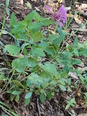 Agastache pallida