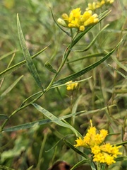 Euthamia gymnospermoides