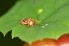 Ophiocordycipitaceae