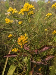 Euthamia gymnospermoides