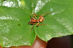 Ophiocordycipitaceae