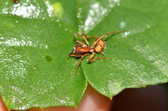 Ophiocordycipitaceae