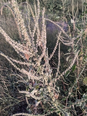 Amaranthus palmeri