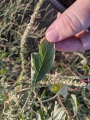 Amaranthus palmeri