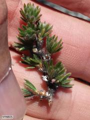 Cliffortia weimarckii