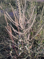 Amaranthus palmeri