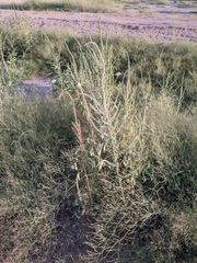 Amaranthus palmeri