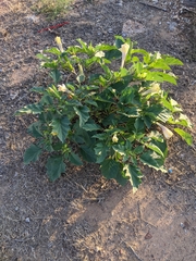 Datura discolor