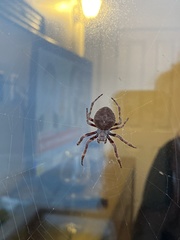 Araneus andrewsi
