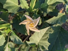 Datura discolor