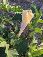 Datura discolor