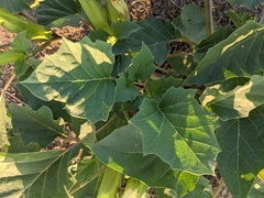 Datura discolor