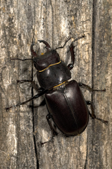 Lucanus tetraodon tetraodon