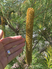 Banksia