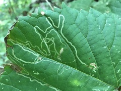 Phyllocnistis vitifoliella