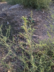 Salsola tragus