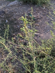 Salsola tragus
