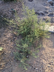 Salsola tragus