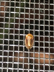 Clastoptera testacea