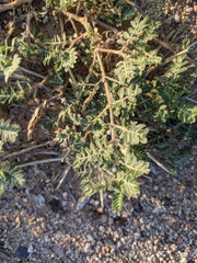 Tribulus terrestris