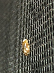 Clastoptera testacea