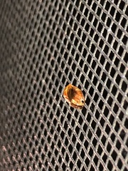 Clastoptera testacea