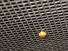 Clastoptera testacea