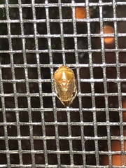 Clastoptera testacea