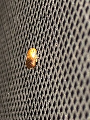 Clastoptera testacea