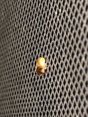 Clastoptera testacea