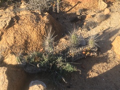 Eulychnia breviflora