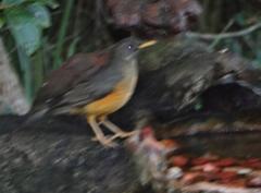 Turdus olivaceus pondoensis
