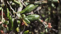 Quercus agrifolia oxyadenia