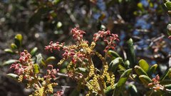Quercus agrifolia oxyadenia