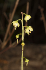 Pyrola chlorantha