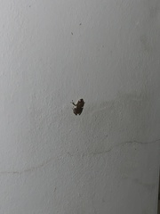 Eleutherodactylus coqui