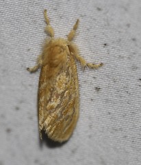 Zygaenoidea