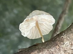 Marasmiellus dendroegrus