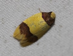 Heterallactis euchrysa