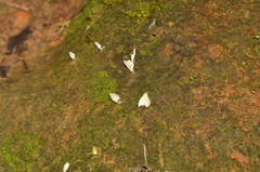 Cyphellostereum pusiolum